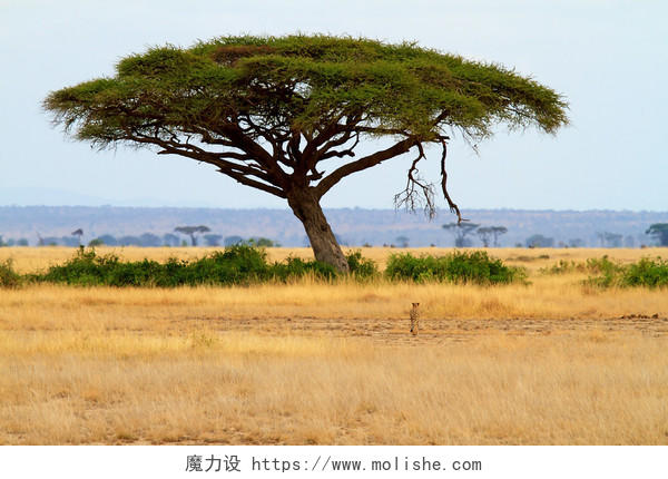 非洲大草原一棵树大树猎豹动物植物荒野